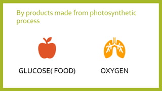 By products made from photosynthetic
process
GLUCOSE( FOOD) OXYGEN
 