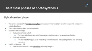 The 2 main phases of photosynthesis
Light dependent phase
● This phase is also called photochemical phase because chemical reactions occur in very quick succession
initiated by light.
● This reaction takes place in the thylakoids
● Occurs in 2 main steps
○ Activation of chlorophyll
■ The chlorophyll gets activated on exposure to light energy by absorbing photons
○ Splitting of water
■ The absorbed energy is used in splitting water molecules into 2 components and releasing
electrons
● 2H2O → 4H + 4e + O2
○ The above reaction is called photolysis (splitting of light )
 