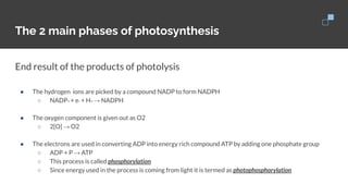 The 2 main phases of photosynthesis
End result of the products of photolysis
● The hydrogen ions are picked by a compound NADP to form NADPH
○ NADP+ + e- + H+ → NADPH
●
● The oxygen component is given out as O2
○ 2[O] → O2
●
● The electrons are used in converting ADP into energy rich compound ATP by adding one phosphate group
○ ADP + P → ATP
○ This process is called phosphorylation
○ Since energy used in the process is coming from light it is termed as photophosphorylation
 