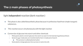 The 2 main phases of photosynthesis
light independent reaction (dark reaction )
● This phase is also called biosynthetic phase because it synthesises food from simple inorganic
substances.
●
● This reaction occurs simultaneously with the light reaction
●
● Conversion of glucose into starch and other chemicals
○ Most green plants convert glucose into starch as soon it is formed during photosynthesis
○ Several sugar molecules are transformed to form 1 molecule of starch
■ This process is called polymerisation
○ Some plants change glucose into sucrose or some into oils
 