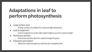 Adaptations in leaf to
perform photosynthesis
● Large surface area
○ A large surface area allows for maximum light absorption
● Leaf arrangement
○ Leaf arrangement is at the right angle to light source for maximum light
● Numerous stomata
○ Numerous stomata allow for rapid exchange for gases
● Extensive vein system
○ Allows for rapid transport to and from the mesophyll cells
 