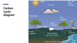 Carbon
cycle
diagram
sunlight
 
