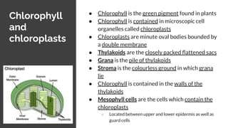 Chlorophyll
and
chloroplasts
● Chlorophyll is the green pigment found in plants
● Chlorophyll is contained in microscopic cell
organelles called chloroplasts
● Chloroplasts are minute oval bodies bounded by
a double membrane
● Thylakoids are the closely packed ﬂattened sacs
● Grana is the pile of thylakoids
● Stroma is the colourless ground in which grana
lie
● Chlorophyll is contained in the walls of the
thylakoids
● Mesophyll cells are the cells which contain the
chloroplasts
○ Located between upper and lower epidermis as well as
guard cells
 