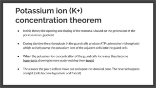 Potassium ion (K+)
concentration theorem
● In this theory the opening and closing of the stomata is based on the generation of the
potassium ion gradient
●
● During daytime the chloroplasts in the guard cells produce ATP (adenosine triphosphate)
which actively pump the potassium ions of the adjacent cells into the guard cells
●
● When the potassium ion concentration of the guard cells increases they become
hypertonic drawing in more water making them turgid
●
● This causes the guard cells to move out and open the stomatal pore. The reverse happens
at night (cells become hypotonic and ﬂaccid)
 