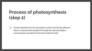 Process of photosynthesis
(step 2)
● Carbon dioxide from the atmosphere enters the leaf by diffusion
down a concentration gradient through the stomata (higher
concentration outside the leaf than inside the leaf)
●
 