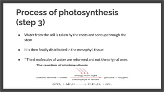Process of photosynthesis
(step 3)
● Water from the soil is taken by the roots and sent up through the
stem
●
● It is then ﬁnally distributed in the mesophyll tissue
●
● * The 6 molecules of water are reformed and not the original ones
 