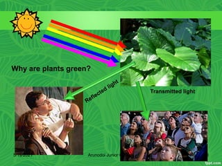 Why are plants green?
Transmitted light
5/19/2021 10
Arunodoi Junior College
 