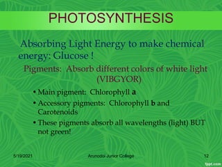 PHOTOSYNTHESIS
Absorbing Light Energy to make chemical
energy: Glucose !
Pigments: Absorb different colors of white light
(VIBGYOR)
•Main pigment: Chlorophyll a
•Accessory pigments: Chlorophyll b and
Carotenoids
•These pigments absorb all wavelengths (light) BUT
not green!
5/19/2021 12
Arunodoi Junior College
 