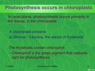 In most plants, photosynthesis occurs primarily in
the leaves, in the chloroplasts
A chloroplast contains:
a) Stroma, b)Grana, the stacks of thylakoids
The thylakoids contain chlorophyll
– Chlorophyll is the green pigment that captures
light for photosynthesis
Photosynthesis occurs in chloroplasts
5/19/2021 13
Arunodoi Junior College
 
