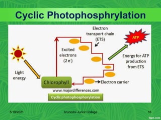 Cyclic Photophosphrylation
5/19/2021 Arunodoi Junior College 16
 