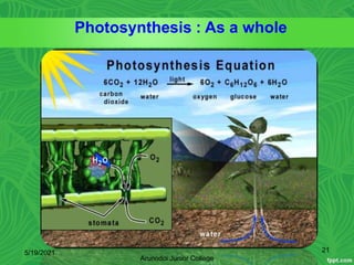 5/19/2021 21
Arunodoi Junior College
Photosynthesis : As a whole
 