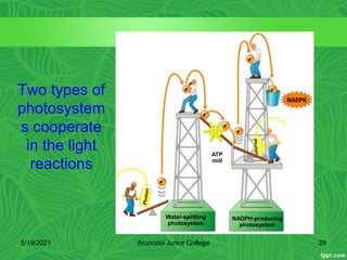 Water-splitting
photosystem
NADPH-producing
photosystem
ATP
mill
Two types of
photosystem
s cooperate
in the light
reactions
5/19/2021 29
Arunodoi Junior College
 
