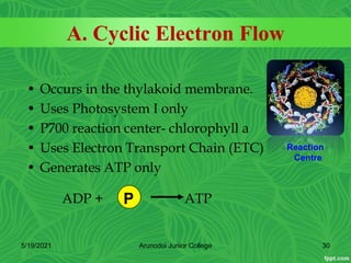 A. Cyclic Electron Flow
• Occurs in the thylakoid membrane.
• Uses Photosystem I only
• P700 reaction center- chlorophyll a
• Uses Electron Transport Chain (ETC)
• Generates ATP only
ADP + ATP
P
5/19/2021 30
Arunodoi Junior College
Reaction
Centre
 