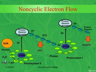 Noncyclic Electron Flow
P700
Photosystem I
P680
Photosystem II
Primary
Electron
Acceptor
Primary
Electron
Acceptor
ETC
Enzyme
Reaction
H2O
1/2O2 + 2H+
ATP
NADPH
Photon
2e-
2e-
2e-
2e-
2e-
SUN
Photon
5/19/2021 33
Arunodoi Junior College
 