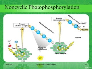 Primary
electron acceptor
Primary
electron acceptor
Photons
PHOTOSYSTEM I
PS II
Energy for
synthesis of
Noncyclic Photophosphorylation
5/19/2021 35
Arunodoi Junior College
 