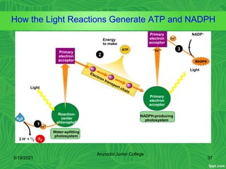 2 H + 1/2
Water-splitting
photosystem
Reaction-
center
chlorophyll
Light
Primary
electron
acceptor
Energy
to make
Primary
electron
acceptor
Primary
electron
acceptor
NADPH-producing
photosystem
Light
NADP
1
2
3
How the Light Reactions Generate ATP and NADPH
5/19/2021 37
Arunodoi Junior College
 