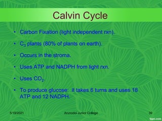 Calvin Cycle
• Carbon Fixation (light independent rxn).
• C3 plants (80% of plants on earth).
• Occurs in the stroma.
• Uses ATP and NADPH from light rxn.
• Uses CO2.
• To produce glucose: it takes 6 turns and uses 18
ATP and 12 NADPH.
5/19/2021 39
Arunodoi Junior College
 