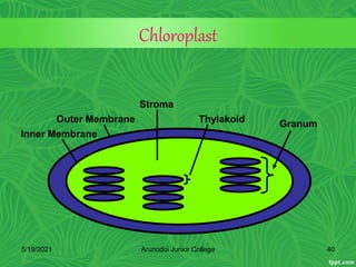 Chloroplast
Granum
Thylakoid
Stroma
Outer Membrane
Inner Membrane
5/19/2021 40
Arunodoi Junior College
 