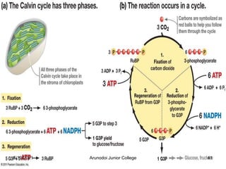5/19/2021 41
Arunodoi Junior College
 