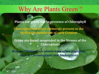Why Are Plants Green ?
5/19/2021 6
Arunodoi Junior College
Plants are green due to presence of Chlorophyll
Chlorophyll are some chemicals present in the
thyllakoid membrane of each Granum
Grana are found suspended in the Stroma of the
Chloroplasts
Besides Chloroplasts plants have other pigments
such as Chromoplasts and Leukoplasts
 