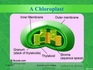 A Chloroplast
5/19/2021 Arunodoi Junior College 7
 