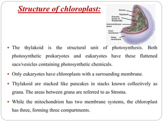 Structure of chloroplast:
 The thylakoid is the structural unit of photosynthesis. Both
photosynthetic prokaryotes and eukaryotes have these flattened
sacs/vesicles containing photosynthetic chemicals.
 Only eukaryotes have chloroplasts with a surrounding membrane.
 Thylakoid are stacked like pancakes in stacks known collectively as
grana. The areas between grana are referred to as Stroma.
 While the mitochondrion has two membrane systems, the chloroplast
has three, forming three compartments.
 