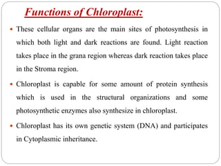 Functions of Chloroplast:
 These cellular organs are the main sites of photosynthesis in
which both light and dark reactions are found. Light reaction
takes place in the grana region whereas dark reaction takes place
in the Stroma region.
 Chloroplast is capable for some amount of protein synthesis
which is used in the structural organizations and some
photosynthetic enzymes also synthesize in chloroplast.
 Chloroplast has its own genetic system (DNA) and participates
in Cytoplasmic inheritance.
 