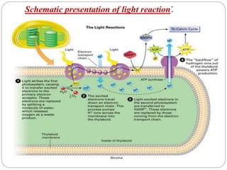 Schematic presentation of light reaction:
 