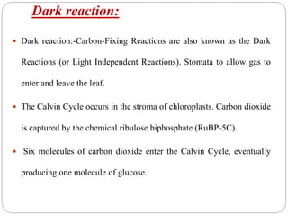 Dark reaction:
 Dark reaction:-Carbon-Fixing Reactions are also known as the Dark
Reactions (or Light Independent Reactions). Stomata to allow gas to
enter and leave the leaf.
 The Calvin Cycle occurs in the stroma of chloroplasts. Carbon dioxide
is captured by the chemical ribulose biphosphate (RuBP-5C).
 Six molecules of carbon dioxide enter the Calvin Cycle, eventually
producing one molecule of glucose.
 