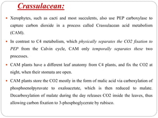 Crassulacean:
 Xerophytes, such as cacti and most succulents, also use PEP carboxylase to
capture carbon dioxide in a process called Crassulacean acid metabolism
(CAM).
 In contrast to C4 metabolism, which physically separates the CO2 fixation to
PEP from the Calvin cycle, CAM only temporally separates these two
processes.
 CAM plants have a different leaf anatomy from C4 plants, and fix the CO2 at
night, when their stomata are open.
 CAM plants store the CO2 mostly in the form of malic acid via carboxylation of
phosphoenolpyruvate to oxaloacetate, which is then reduced to malate.
Decarboxylation of malate during the day releases CO2 inside the leaves, thus
allowing carbon fixation to 3-phosphoglycerate by rubisco.
 