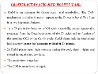 CRASSULACEAN ACID METABOLISM (CAM):
 CAM is an acronym for Crassulacean acid metabolism. The CAM
mechanism is similar in many respects to the C4 cycle, but differs from
it in two important features.
 1) In C4 plants the formation of C4 acids is spatially, but not temporally,
separated from the Decarboxylation of the C4 acids and re fixation of
the resulting CO2 by the Calvin cycle. CAM plants lack the specialized
leaf anatomy kranz leaf anatomy typical of C4 plants.
 2) CAM plants open their stomata during the cool, desert nights and
closed during the hot, dry days.
 This minimizes water loss.
 The CO2 is assimilated at night.
 