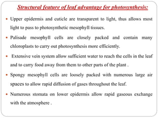 Structural feature of leaf advantage for photosynthesis:
 Upper epidermis and cuticle are transparent to light, thus allows most
light to pass to photosynthetic mesophyll tissues.
 Palisade mesophyll cells are closely packed and contain many
chloroplasts to carry out photosynthesis more efficiently.
 Extensive vein system allow sufficient water to reach the cells in the leaf
and to carry food away from them to other parts of the plant .
 Spongy mesophyll cells are loosely packed with numerous large air
spaces to allow rapid diffusion of gases throughout the leaf.
 Numerous stomata on lower epidermis allow rapid gaseous exchange
with the atmosphere .
 
