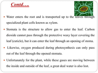 Contd….
 Water enters the root and is transported up to the leaves through
specialized plant cells known as xylem.
 Stomata is the structure to allow gas to enter the leaf. Carbon
dioxide cannot pass through the protective waxy layer covering the
leaf (cuticle), but it can enter the leaf through an opening of stoma.
 Likewise, oxygen produced during photosynthesis can only pass
out of the leaf through the opened stomata.
 Unfortunately for the plant, while these gases are moving between
the inside and outside of the leaf, a great deal water is also lost.
 
