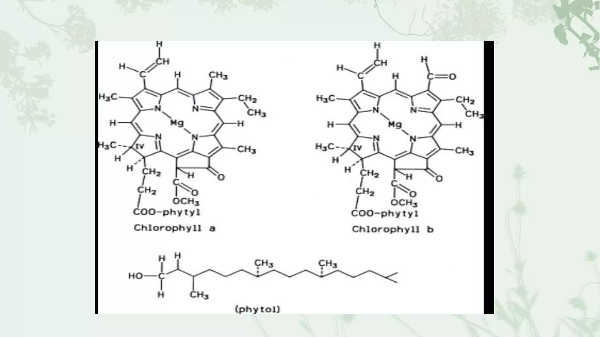 Photosynthesis PPT photosynthesis-ppt