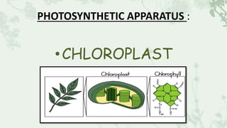 PHOTOSYNTHETIC APPARATUS :
•CHLOROPLAST
 