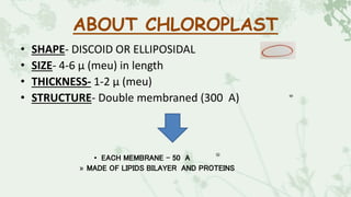 ABOUT CHLOROPLAST
• SHAPE- DISCOID OR ELLIPOSIDAL
• SIZE- 4-6 μ (meu) in length
• THICKNESS- 1-2 μ (meu)
• STRUCTURE- Double membraned (300 A)
• EACH MEMBRANE – 50 A
» MADE OF LIPIDS BILAYER AND PROTEINS
 