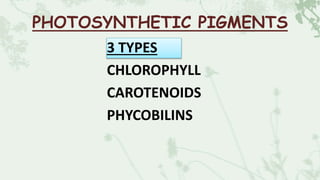 PHOTOSYNTHETIC PIGMENTS
3 TYPES
CHLOROPHYLL
CAROTENOIDS
PHYCOBILINS
 
