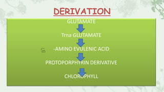 DERIVATION
GLUTAMATE
Trna GLUTAMATE
-AMINO EVULENIC ACID
PROTOPORPHYRIN DERIVATIVE
CHLOROPHYLL
 
