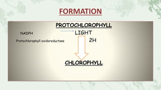 FORMATION
PROTOCHLOROPHYLL
NADPH LIGHT
Protochlorophyll oxidoreductase 2H
CHLOROPHYLL
 