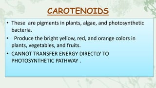 CAROTENOIDS
• These are pigments in plants, algae, and photosynthetic
bacteria.
• Produce the bright yellow, red, and orange colors in
plants, vegetables, and fruits.
• CANNOT TRANSFER ENERGY DIRECTLY TO
PHOTOSYNTHETIC PATHWAY .
 