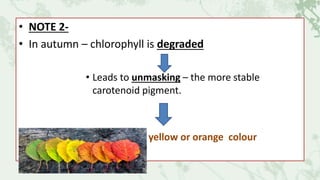 • NOTE 2-
• In autumn – chlorophyll is degraded
• Leads to unmasking – the more stable
carotenoid pigment.
• Gives bright yellow or orange colour
 