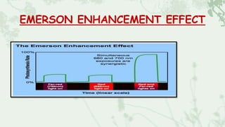 EMERSON ENHANCEMENT EFFECT
 