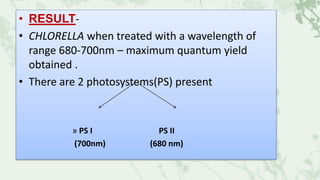 • RESULT-
• CHLORELLA when treated with a wavelength of
range 680-700nm – maximum quantum yield
obtained .
• There are 2 photosystems(PS) present
» PS I PS II
(700nm) (680 nm)
 