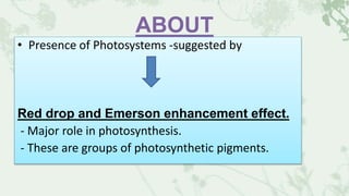ABOUT
• Presence of Photosystems -suggested by
Red drop and Emerson enhancement effect.
- Major role in photosynthesis.
- These are groups of photosynthetic pigments.
 