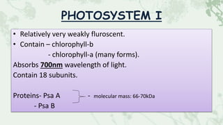 PHOTOSYSTEM I
• Relatively very weakly fluroscent.
• Contain – chlorophyll-b
- chlorophyll-a (many forms).
Absorbs 700nm wavelength of light.
Contain 18 subunits.
Proteins- Psa A - molecular mass: 66-70kDa
- Psa B
 