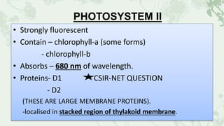 PHOTOSYSTEM II
• Strongly fluorescent
• Contain – chlorophyll-a (some forms)
- chlorophyll-b
• Absorbs – 680 nm of wavelength.
• Proteins- D1 CSIR-NET QUESTION
- D2
(THESE ARE LARGE MEMBRANE PROTEINS).
-localised in stacked region of thylakoid membrane.
 