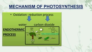 MECHANISM OF PHOTOSYNTHESIS
• Oxidation- reduction process
water carbon dioxide
ENDOTHERMIC
PROCESS
 