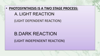 • PHOTOSYNTHESIS IS A TWO STAGE PROCESS:
A. LIGHT REACTION
(LIGHT DEPENDENT REACTION)
B.DARK REACTION
(LIGHT INDEPENDENT REACTION)
 