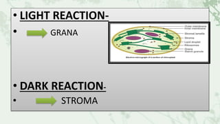 • LIGHT REACTION-
• GRANA
• DARK REACTION-
• STROMA
 