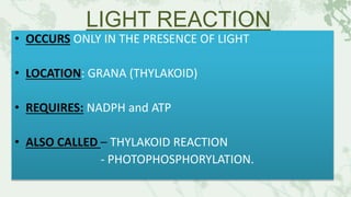 LIGHT REACTION
• OCCURS ONLY IN THE PRESENCE OF LIGHT
• LOCATION: GRANA (THYLAKOID)
• REQUIRES: NADPH and ATP
• ALSO CALLED – THYLAKOID REACTION
- PHOTOPHOSPHORYLATION.
 